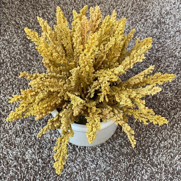 Mustard yellow house plant